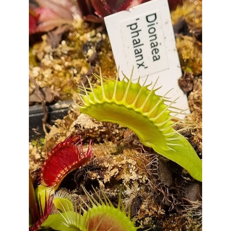 Dionaea 'phalanx'