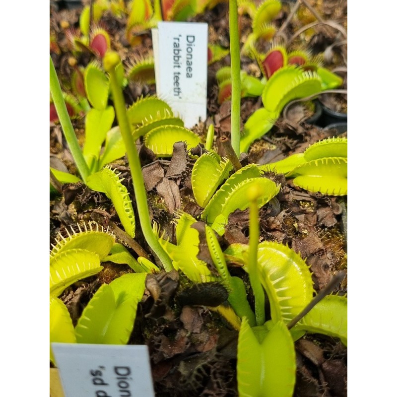 Dionaea 'rabbit teeth'