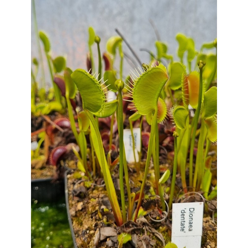 Dionaea 'spider'