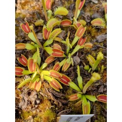 Dionaea 'raptor'