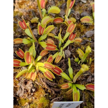 Dionaea 'raptor'