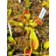 Dionaea 'la grosse à guigui'