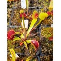 Dionaea \'G14\'