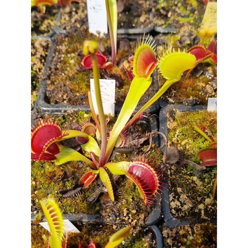 Dionaea 'G14'