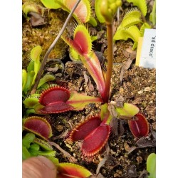Dionaea sd draco