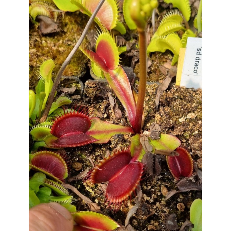 Dionaea sd draco