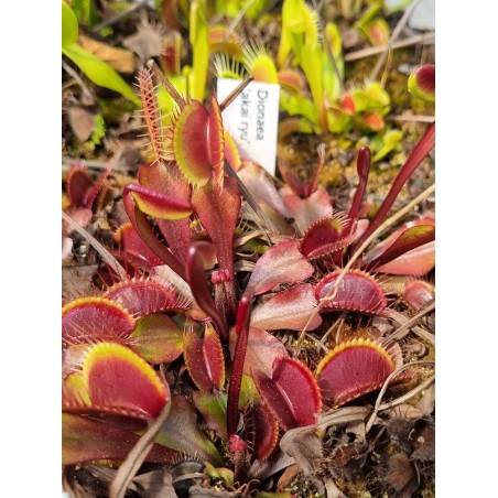 Dionaea 'akai ryu'