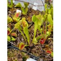 Dionaea 'G14 x G19'