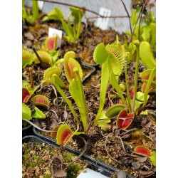 Dionaea 'G14 x G19'