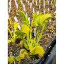 Dionaea \'filiformis verte\'