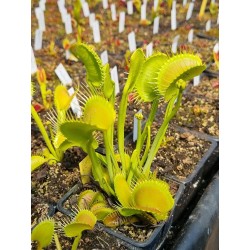 Dionaea 'filiformis verte'