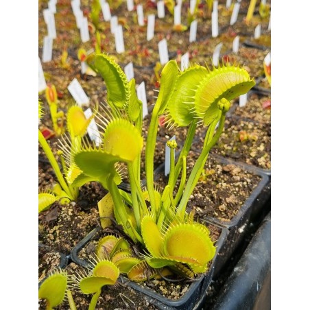 Dionaea 'filiformis verte'