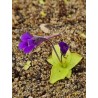 Pinguicula grandiflora x vulgaris
