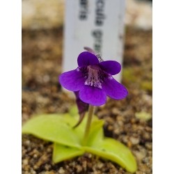 Pinguicula grandiflora x vulgaris