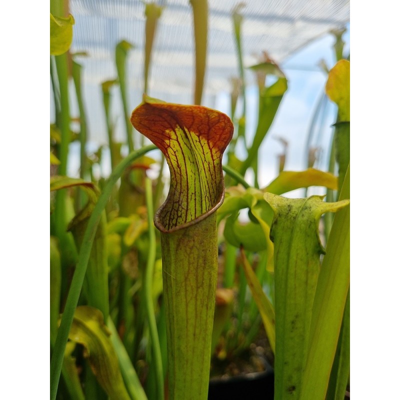 Sarracenia alata 'red lid heavy veins'