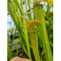 Sarracenia alata 'purple throat giant'