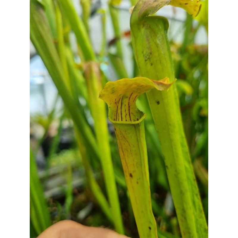 Sarracenia alata 'purple throat giant'