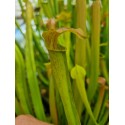 Sarracenia alata 'purple throat giant'