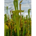 Sarracenia alata 'pubescent giant green form - Stone Co – MS'