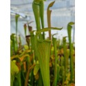 Sarracenia alata 'pubescent giant green form - Stone Co – MS'