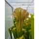 Sarracenia alata f. cuprea 'tall, cooper lid and upper tube, TX'