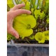 Sarracenia flava var. rugelii 'giant form, Sumatra, Apalachicola, Liberty Co., Florida'
