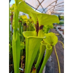 Sarracenia flava var. rugelii 'giant form, Sumatra, Apalachicola, Liberty Co., Florida'