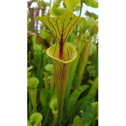 Sarracenia flava 'purple throat'