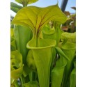 Sarracenia flava 'giant pitchers over 100 cm'