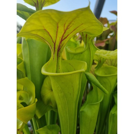 Sarracenia flava 'giant pitchers over 100 cm'