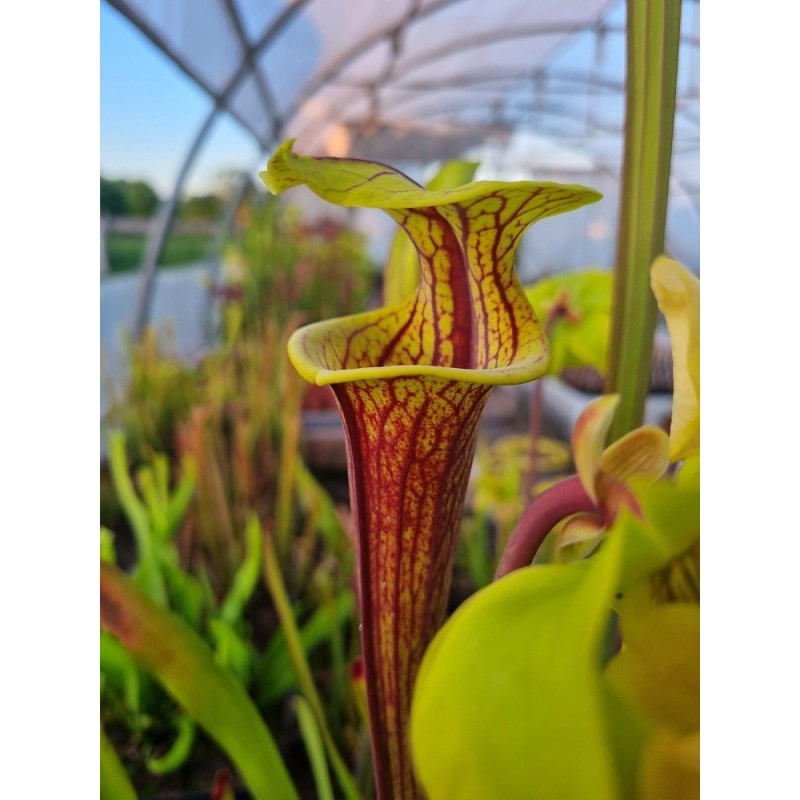 Sarracenia flava var. rubricorpora 'ornata int, Wewahitchka FL (F56 MK)