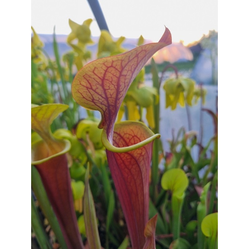 Sarracenia flava var. atropurpurea 'All red form',Blackwater State forest F27B MK