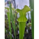 Sarracenia flava var. maxima 'very tall pitchers, complety green