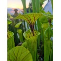 Sarracenia flava 'stripped dutch'