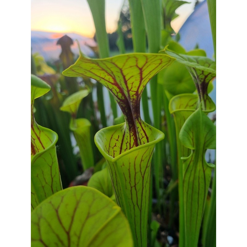 Sarracenia flava 'stripped dutch'