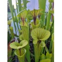 Sarracenia flava 'stripped dutch'