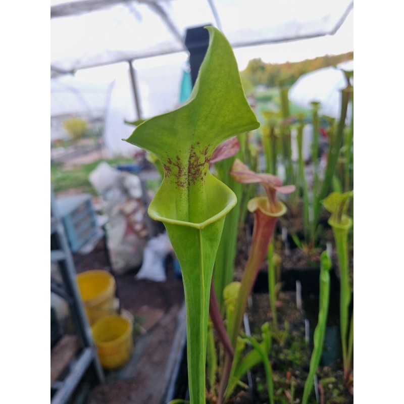 Sarracenia flava var. rugelii 'FL, Santa Rosa co.(BCP S7M2)