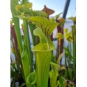 Sarracenia flava 'Shalotte, Brunswick Co'