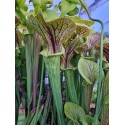 Sarracenia flava var. ornata \'super ornata\'