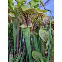 Sarracenia flava var. ornata 'super ornata'