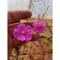 Drosera menziesii
