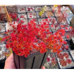 Drosera purpurascens