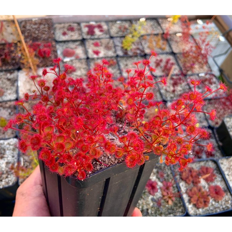 Drosera purpurascens