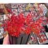 Drosera purpurascens