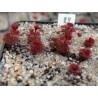 Drosera platypoda