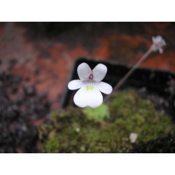 Pinguicula gracilis
