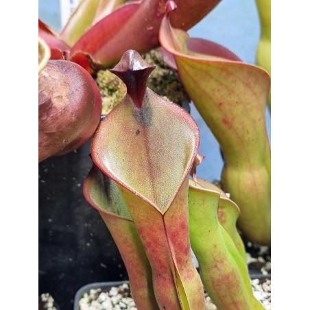 Heliamphora nutans x ionasii