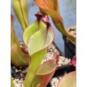 Heliamphora nutans x ionasii
