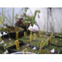 Utricularia livida
