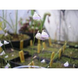 Utricularia livida